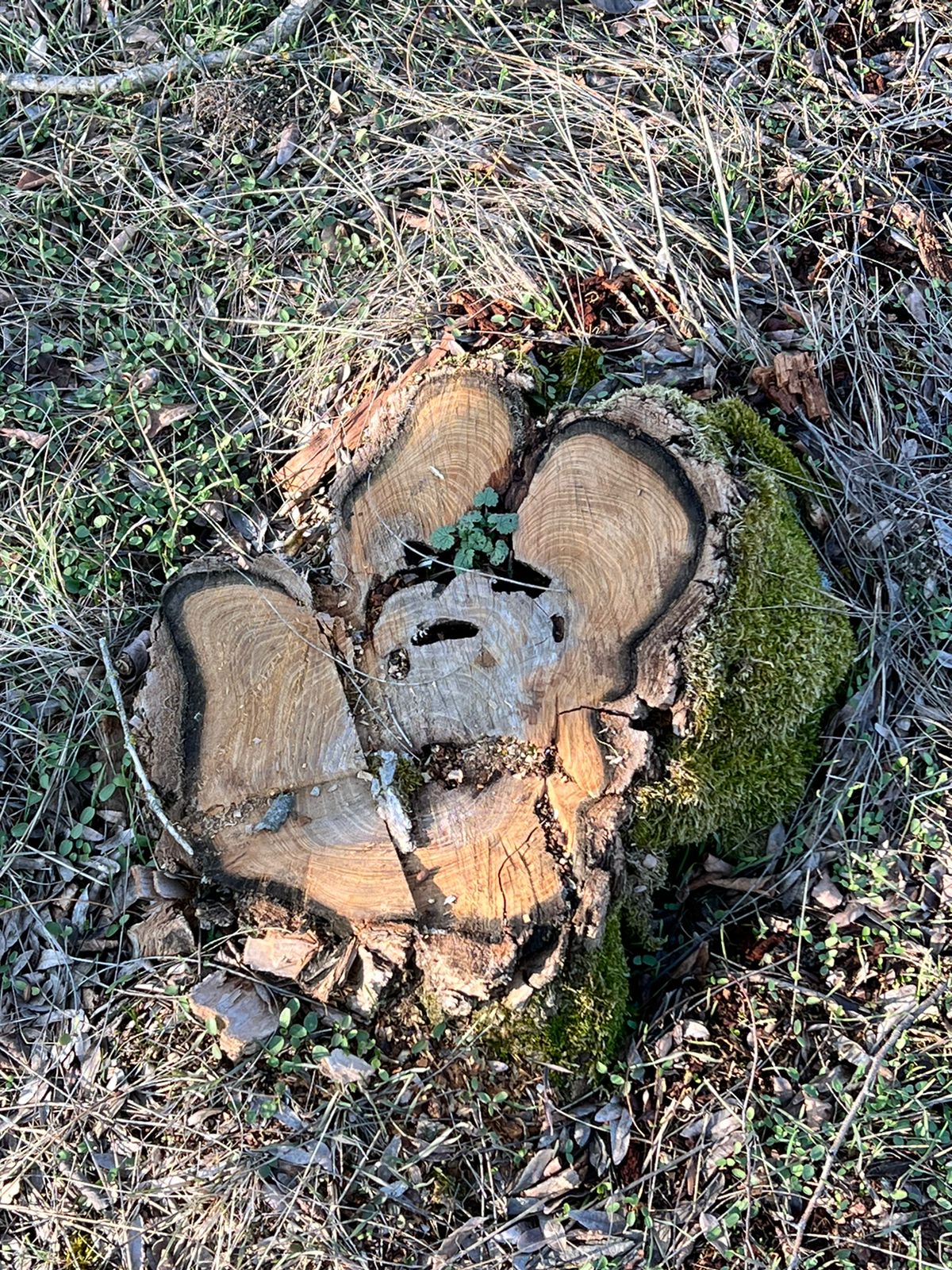 Четыре акации на семь тысяч гривен: в Болградском районе поймали «черного лесоруба»