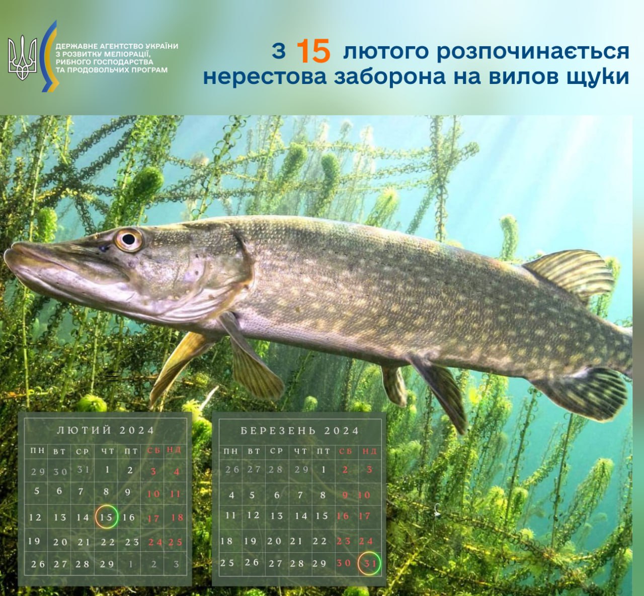 Вниманию рыбаков Одесщины: с 15 февраля устанавливается нерестовый запрет на отлов щуки