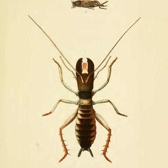 Перевод часов: как ему помог любитель насекомых 19 века