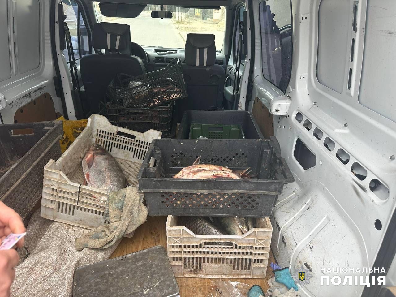 В Рени мужчину задержали за нарушение ПДД и во время проверки салона автомобиля обнаружили краснокнижную рыбу