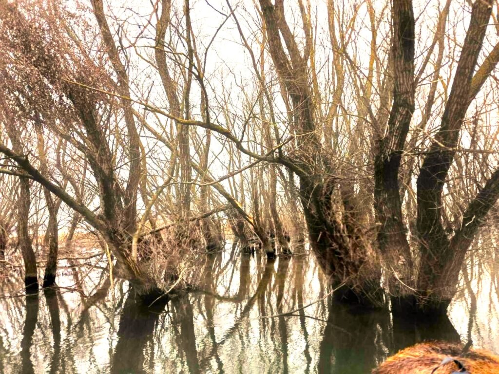 На одній з річок Одещини спостерігається різке падіння рівня води: чим це загрожує