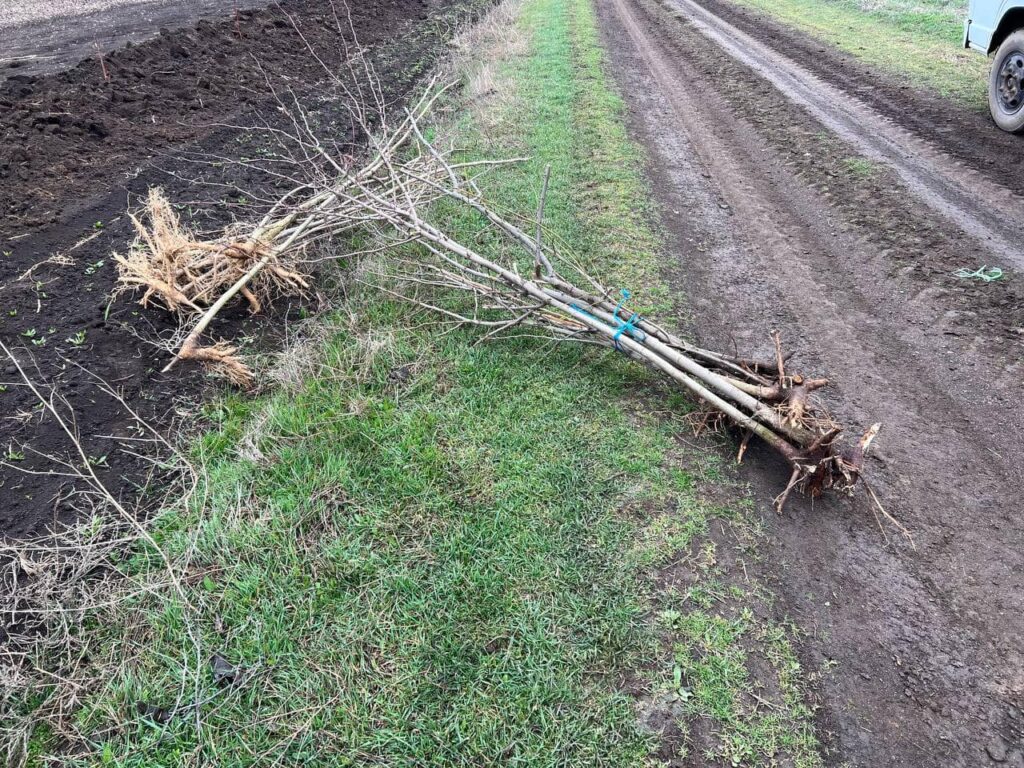 В Белгород-Днестровщине вдоль дороги между двумя селами высадили 200 саженцев деревьев