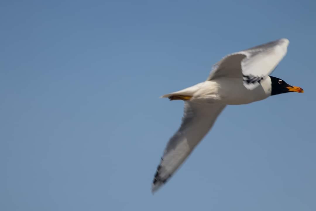 На Білгород-Дністровщині зафіксували міграцію птахів у бік зони бойових дій
