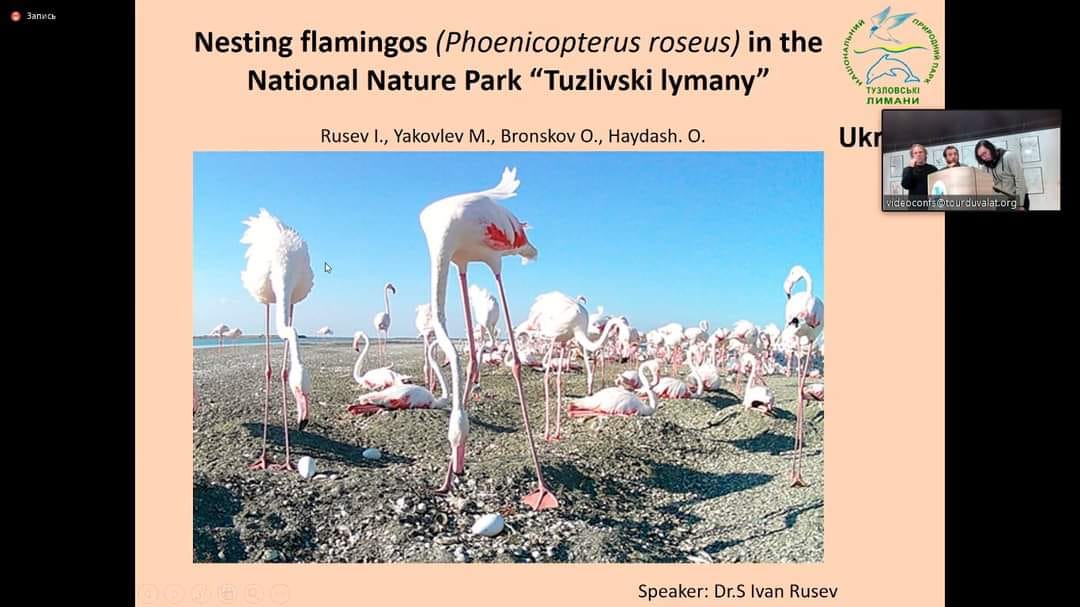 Впервые на Международном семинаре во Франции была представлена ​​информация о розовых фламинго в Украине.