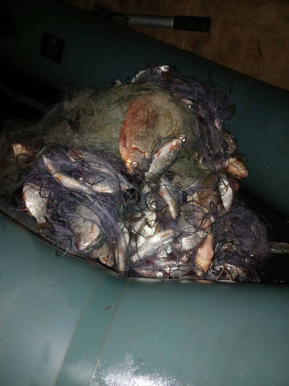 Более 300 тысяч гривен ущерб рыбным запасам нанес браконьер на Измаильщине