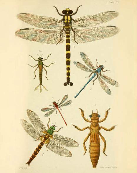 Переведення годинників: як йому посприяв любитель комах 19 століття