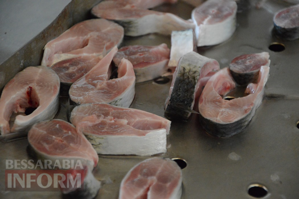 Особенности, ценообразование и рецепты: в разгар сезона дунайской сельди "Бессарабия INFORM" отправилась на рыбалку со специалистами