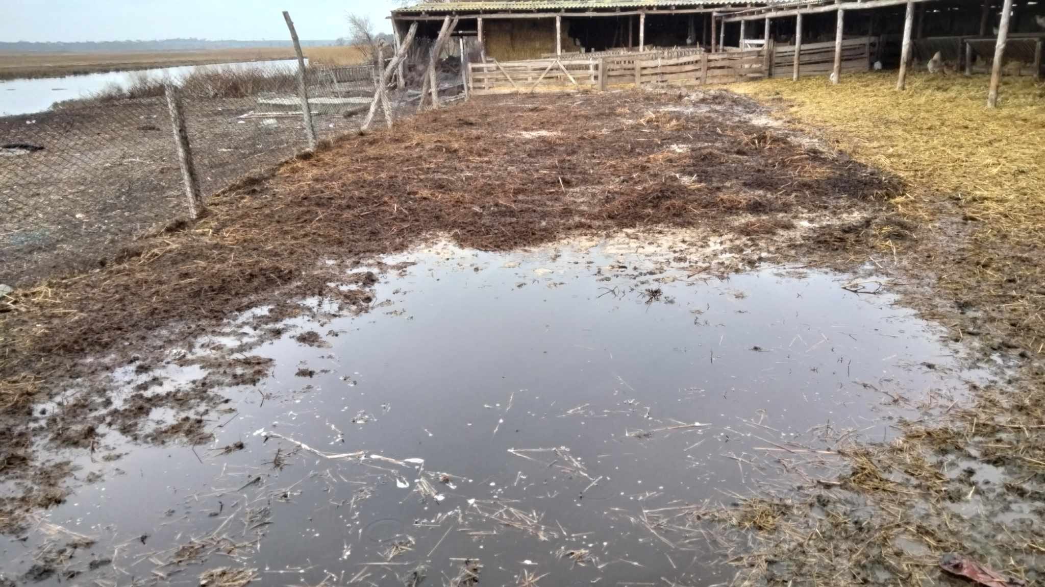 В селе Белгород-Днестровского района местную реку загрязняют отходами животноводства