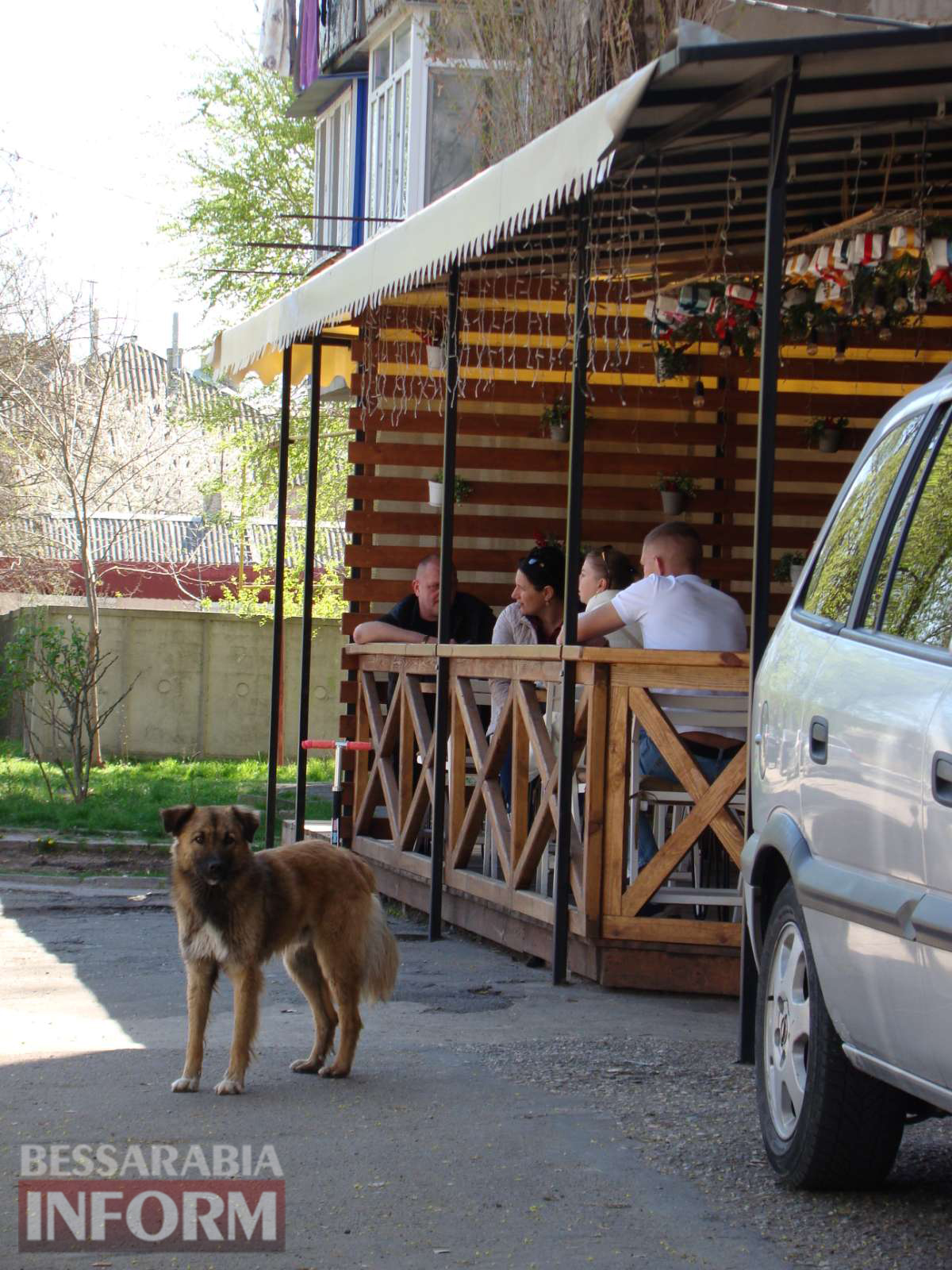 В Рени местные власти фактически игнорируют проблему огромного количества бродячих собак: бездомные животные – хозяева города?