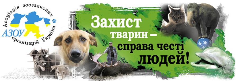 Проблема бродячих собак в Рени: что об этом думают местные жители, представители власти и кто заинтересовался ситуацией на всеукраинском уровне