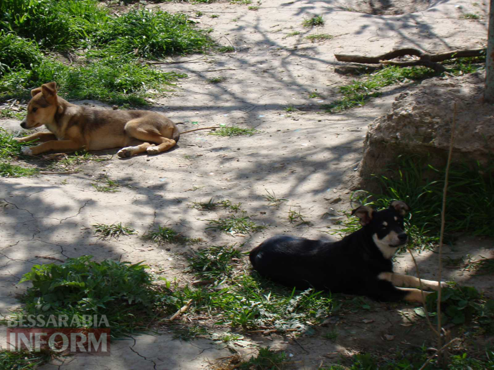 В Рени местные власти фактически игнорируют проблему огромного количества бродячих собак: бездомные животные – хозяева города?