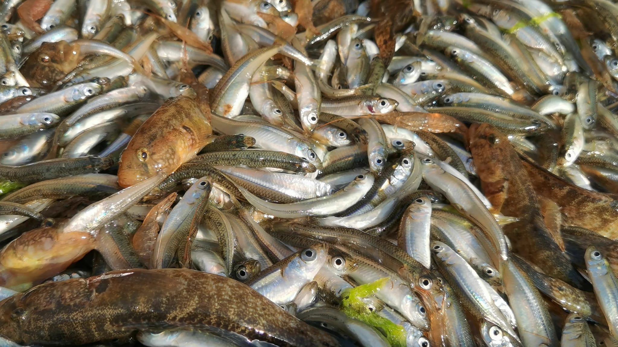 У водоймах Причорномор'я спеціалісти вивчають специфіку риб