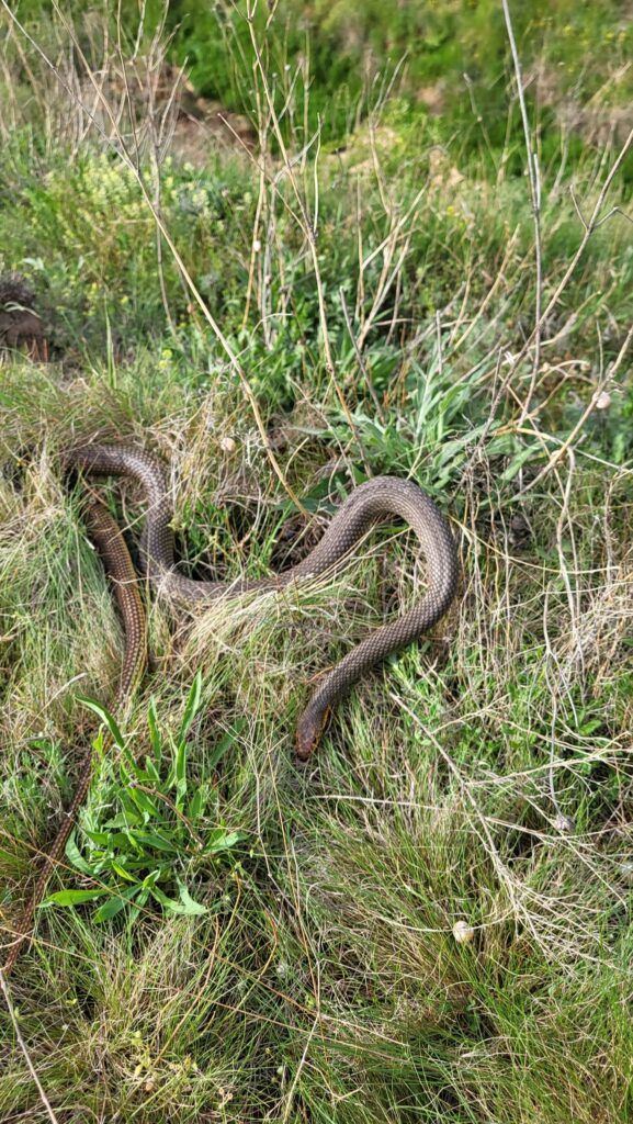 В Одесской области под многоэтажкой нашли редкую змею