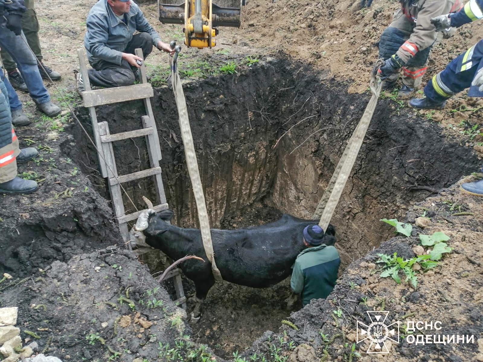 Помощь спасателей необходима не только людям: в Одесской области в ней нуждалась корова