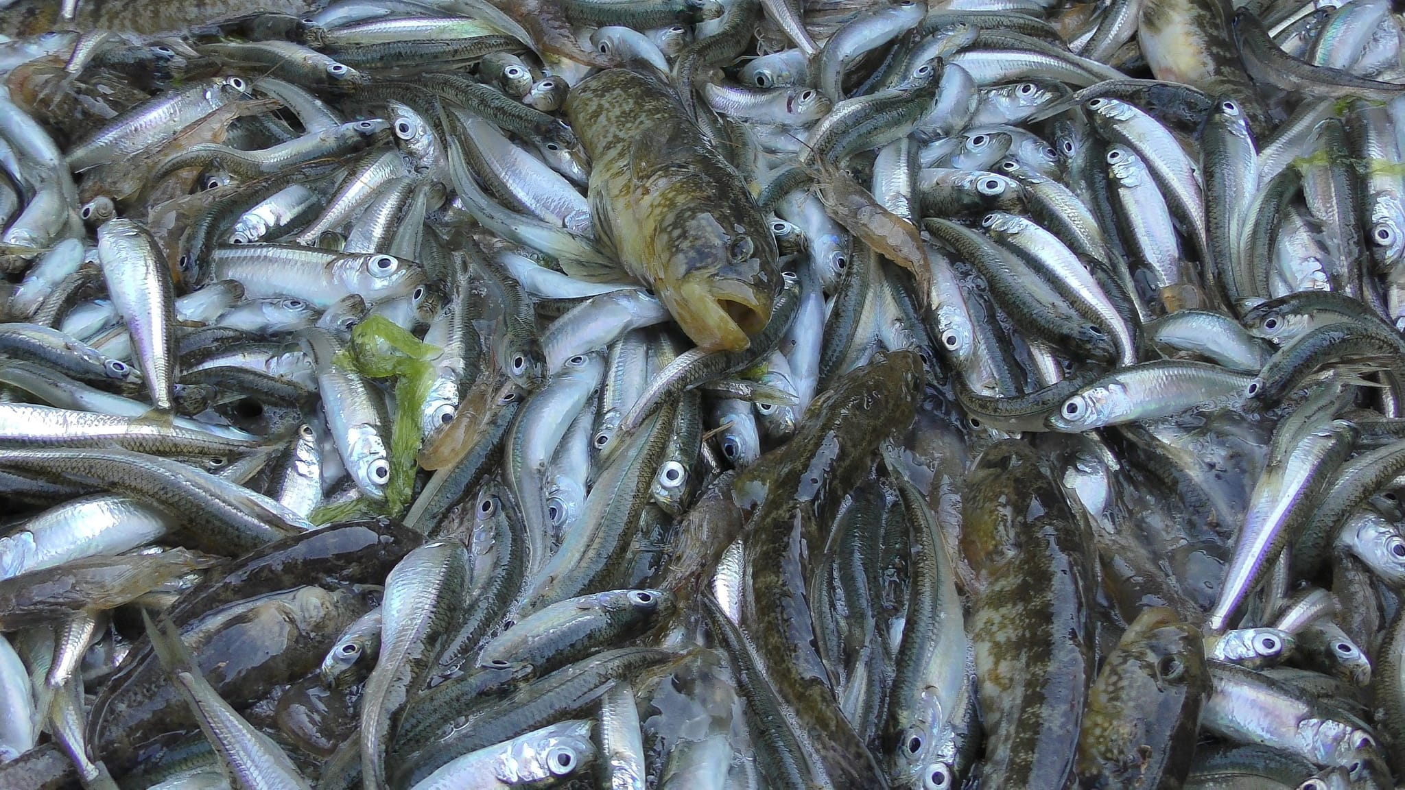 В водоемах Причерноморья специалисты изучают специфику рыб