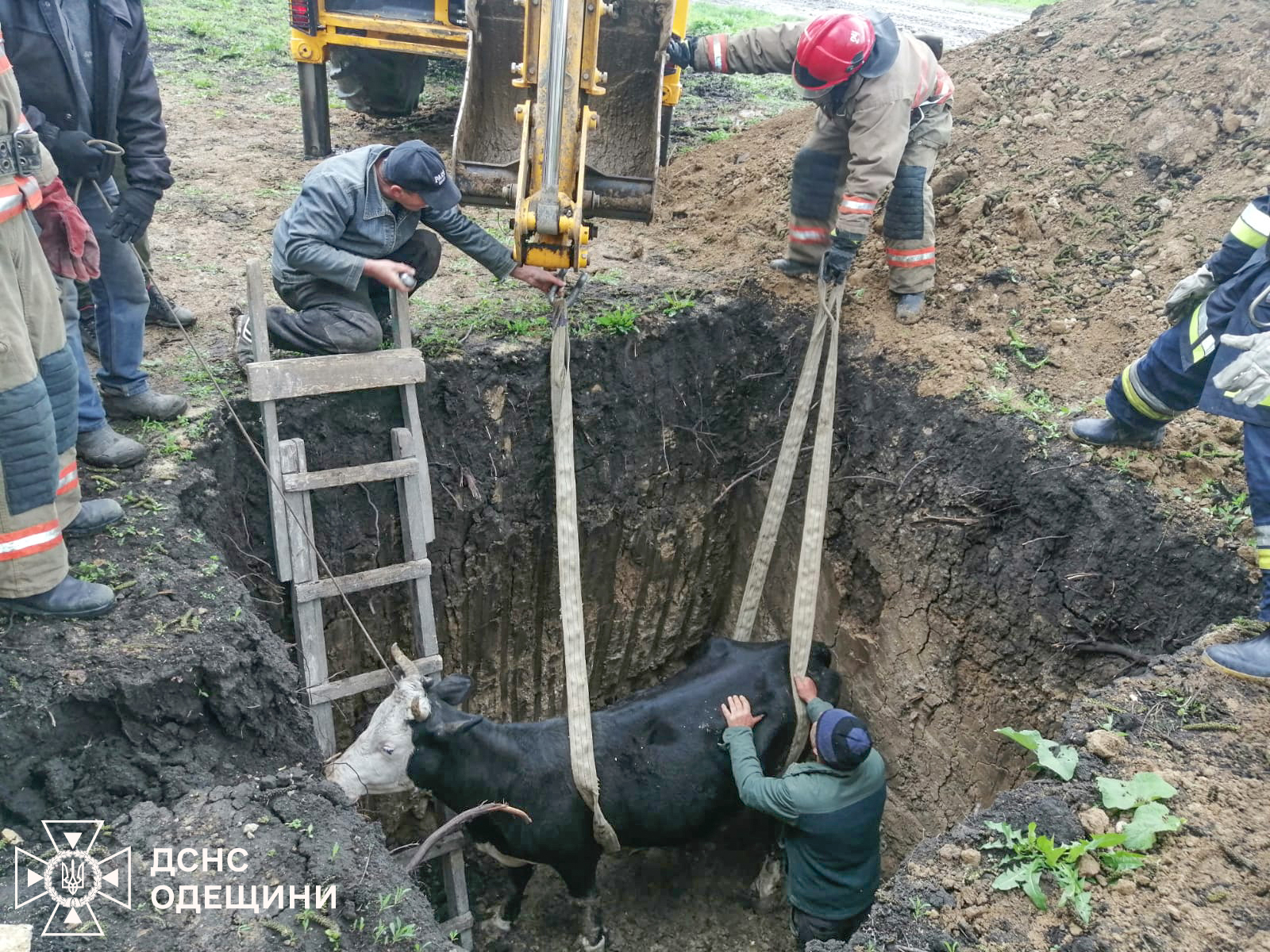 Допомога рятувальників необхідна не тільки людям: на Одещині її потребувала корова
