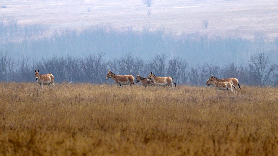 К степи Болградского района возвращают диких животных