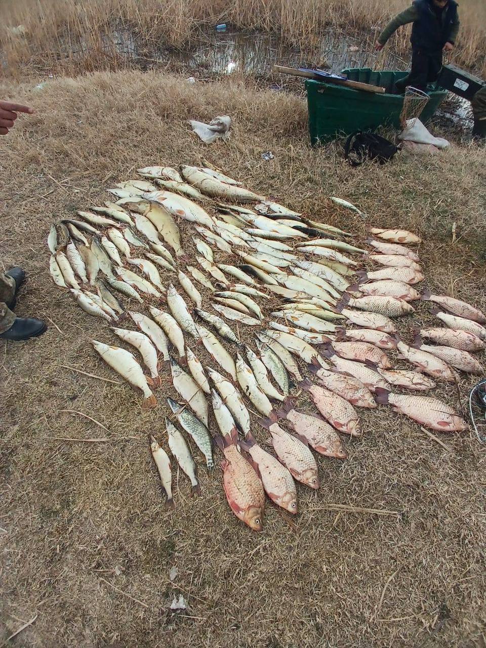 Почти четыре миллиона гривен ущерба нанесено рыбному хозяйству в Одесской области только за I квартал