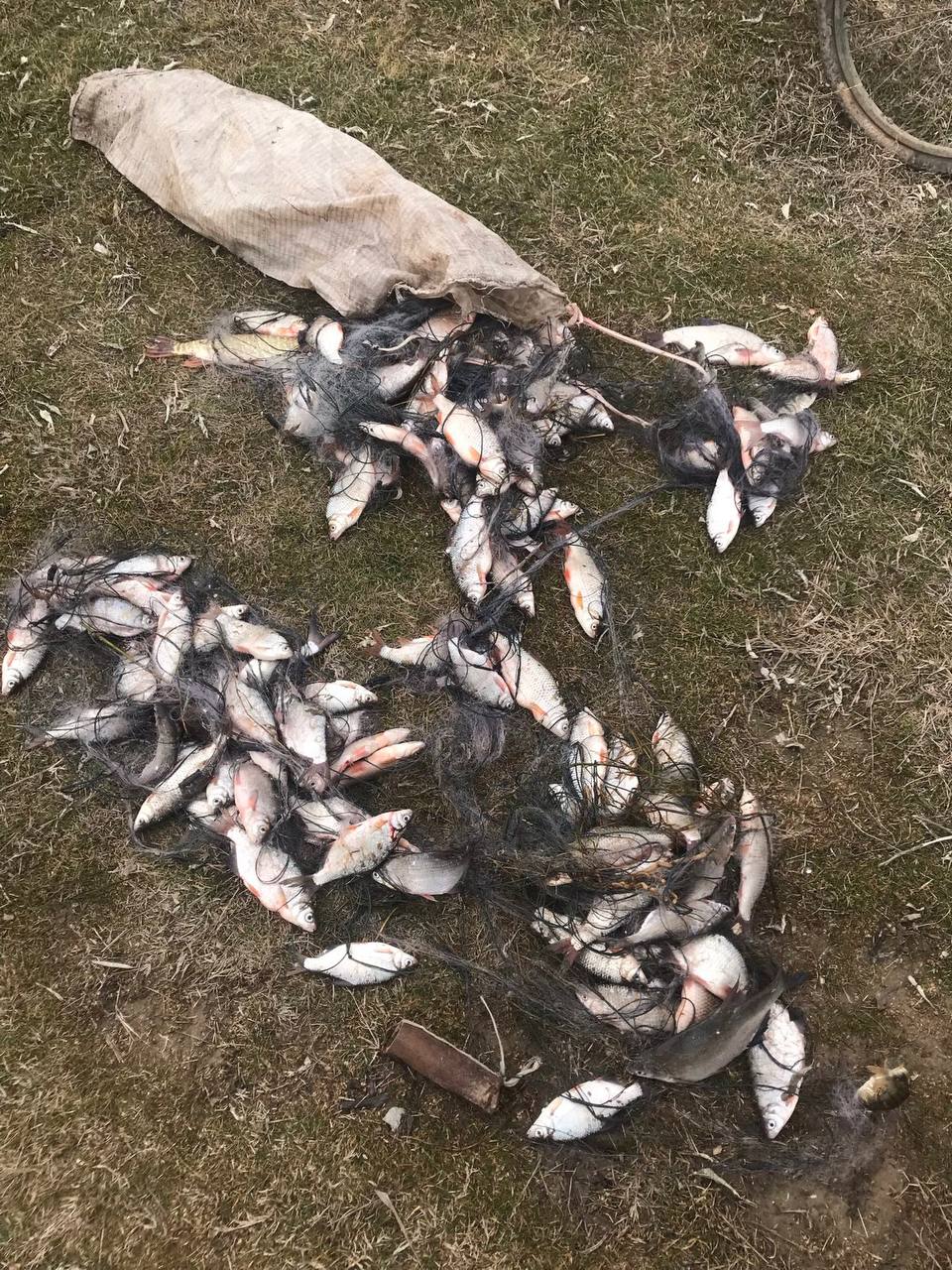 Майже чотири мільйони гривень збитків завдано рибному господарству на Одещині лише за І квартал