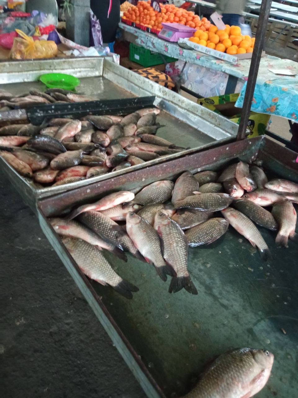 Почти четыре миллиона гривен ущерба нанесено рыбному хозяйству в Одесской области только за I квартал