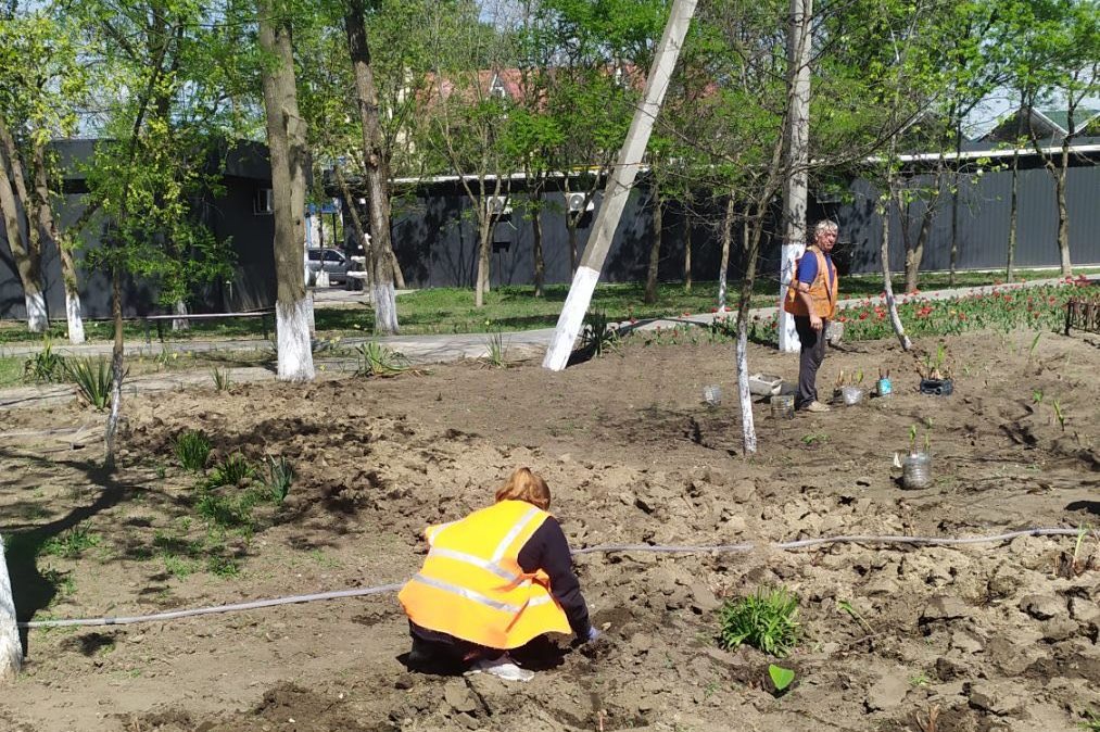 Городу Килия подарили более сотни саженцев деревьев из Ивано-Франковской и Черновицкой областей - производится высадка