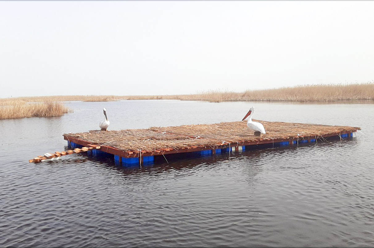 В Ізмаїльському районі намагаються збільшити популяцію кучерявих пеліканів