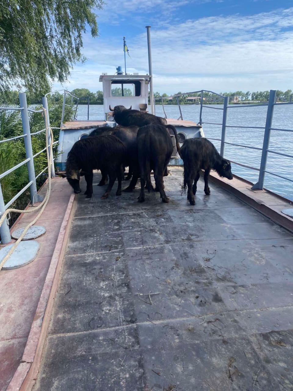 На острові Єрмаків у Дунайському біосферному заповіднику знайшли новий дім шість водяних буйволів