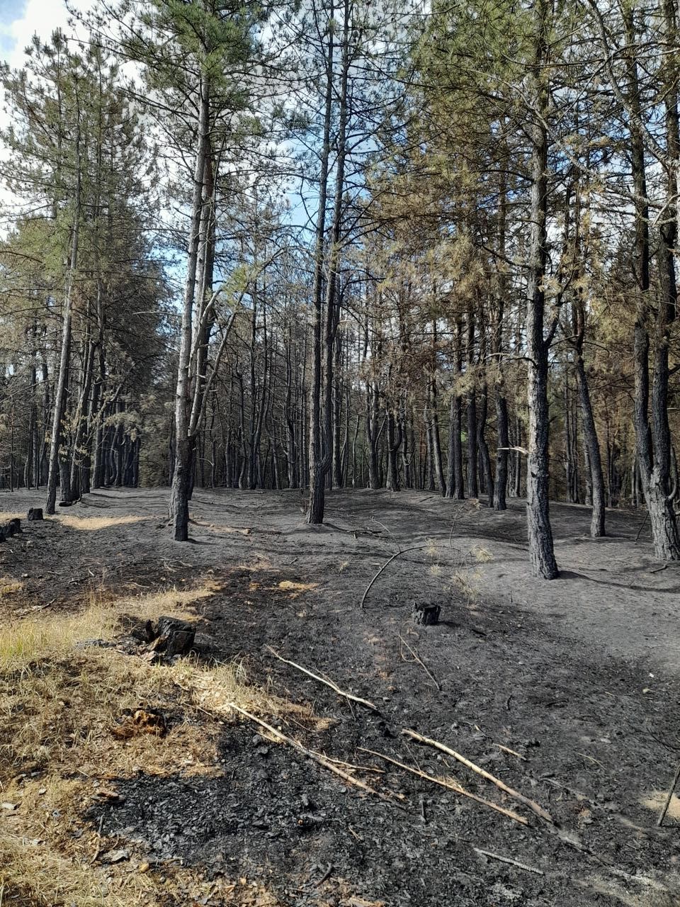 На Одещини спалили цілий лісовий масив сосни: розмір шкоди ─ понад 3 мільйона гривень