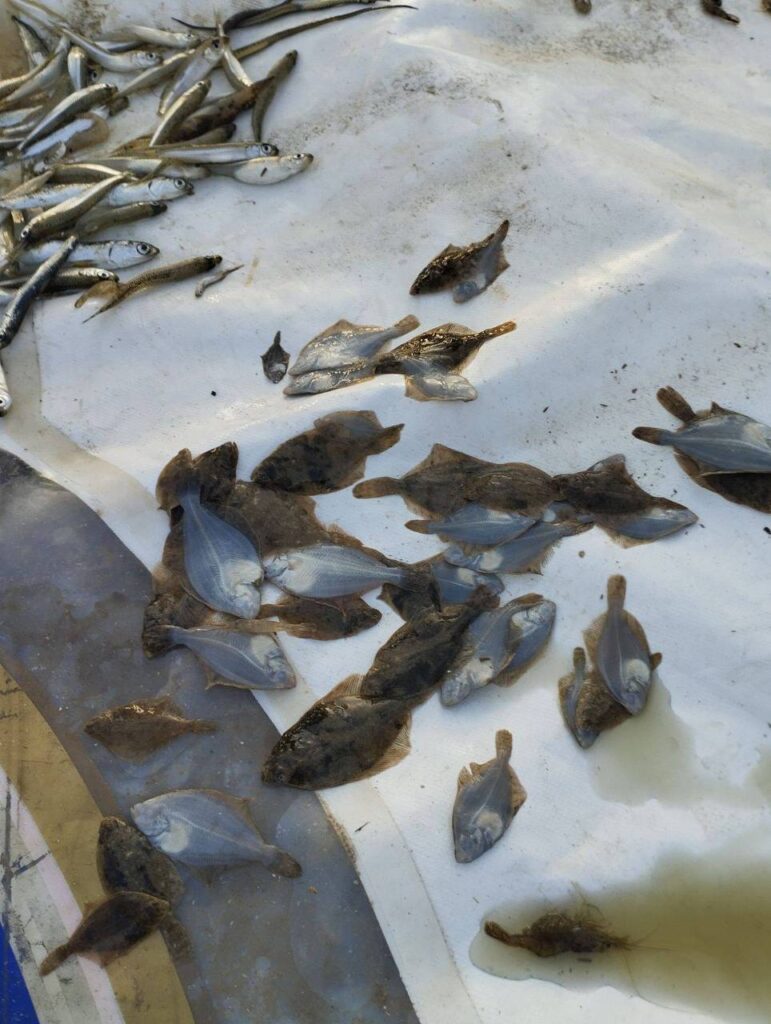 В Затоці затримали браконьєра, який "нарибалив" на майже 200 тисяч гривень