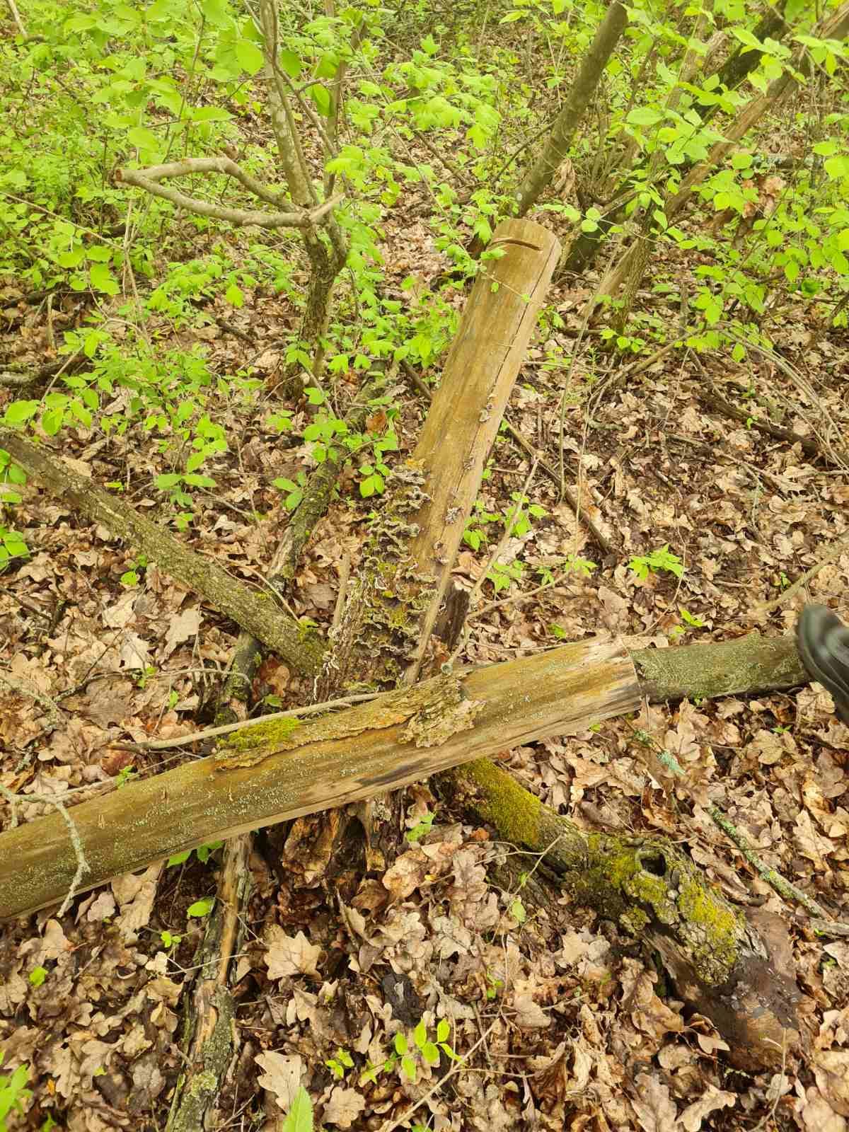 В Одеській області вирубали понад тисячу дерев лісового фонду: збитки склали близько чотирьох мільйонів гривень