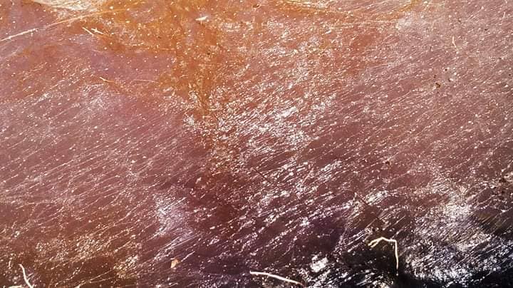 На деяких лиманах Бессарабії вода стала коричневого кольору: чи безпечне це явище