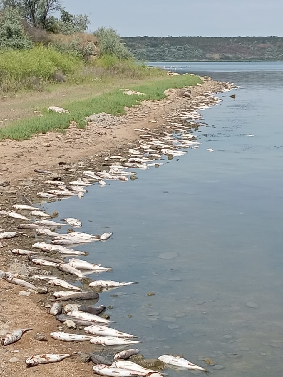 На Одещині сталась масова загибель риби (фото)