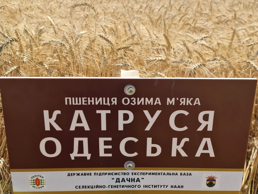 На Одещині намолочено близько 420 тисяч тонн нового врожаю: три райони Бессарабії у лідерах