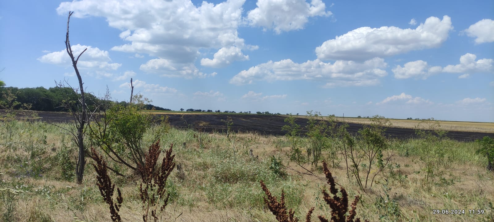 На Одещині через ворожу атаку в кінці червня зайнялося пшеничне поле: екологи підрахували збитки