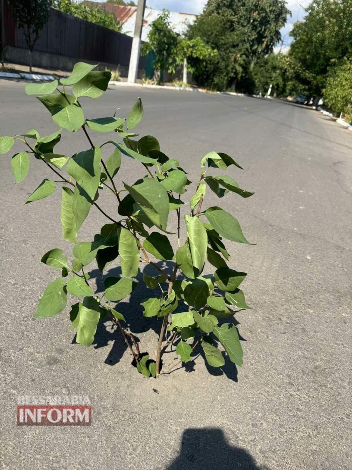 Невеличка дірка на відремонтованій вулиці в Аккермані перетворюється на велику яму (фото)