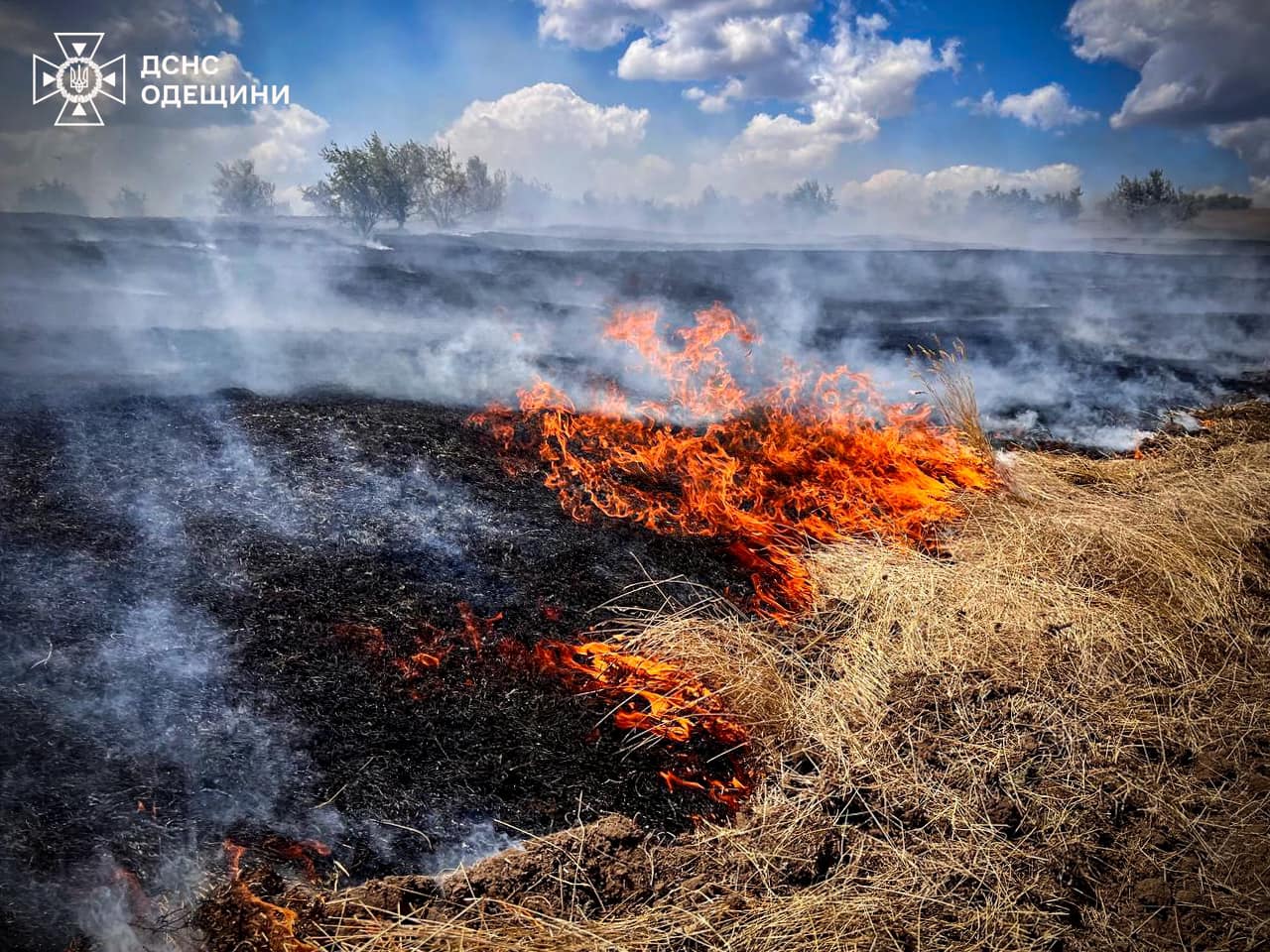 Керівництво нацпарку на Білгород-Дністровщині обвинувачує місцевих фермерів у пожежах, які розповсюджуються на заповідні зони