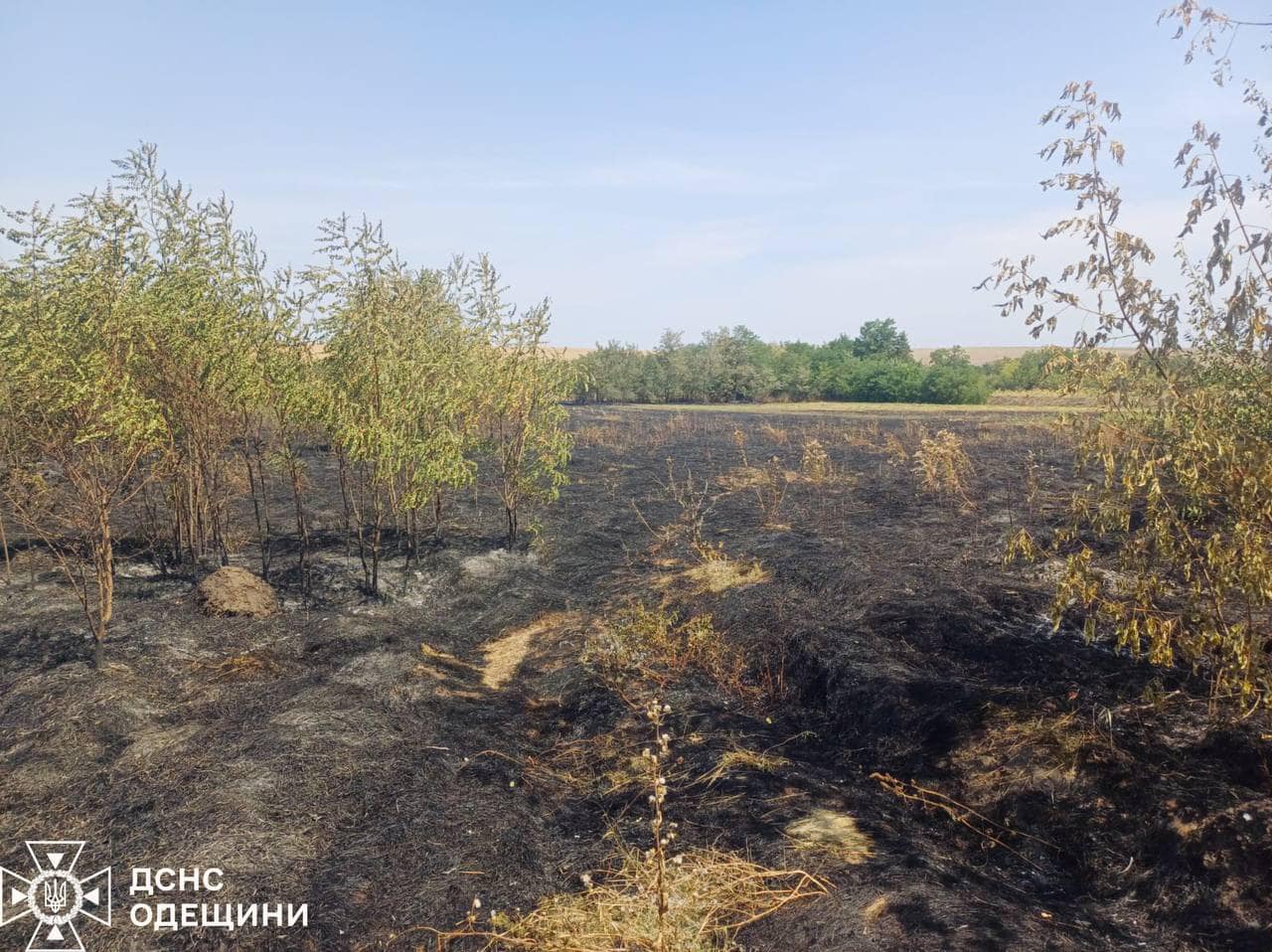 Мешканка Одещини напалила сухостій на тисячі гривень