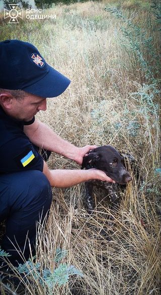 Рятувальники з Одещини визволили з халепи пса та дикого кажана: деталі