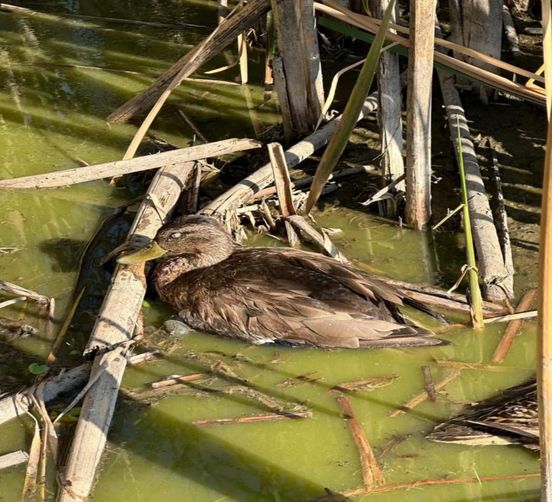 На одній з водойм Одещини виявили сотні загиблих диких качок