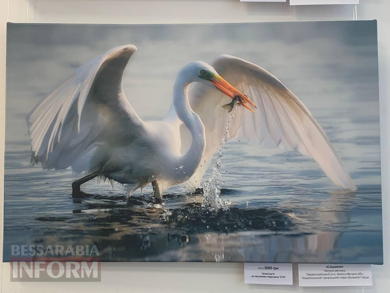 Входив у ТОП-100 фотографів світу: в Ізмаїлі недовго працюватиме унікальна фотовиставка загиблого на фронті Дениса Кривого