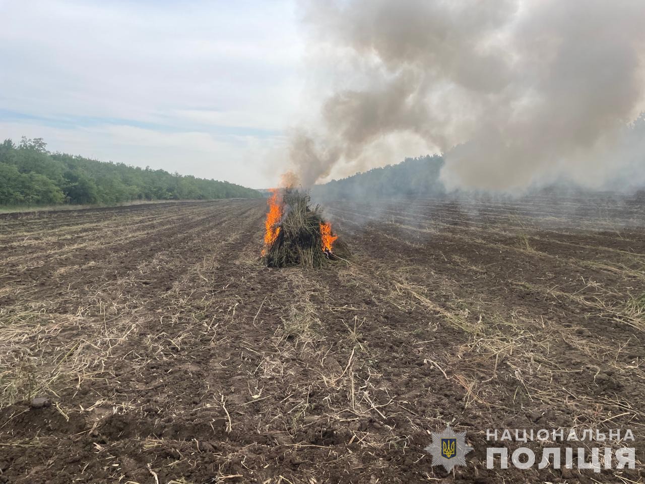 На Одещині викрили масштабну плантацію конопель на 332 тисячі кущів вартістю 300 млн грн