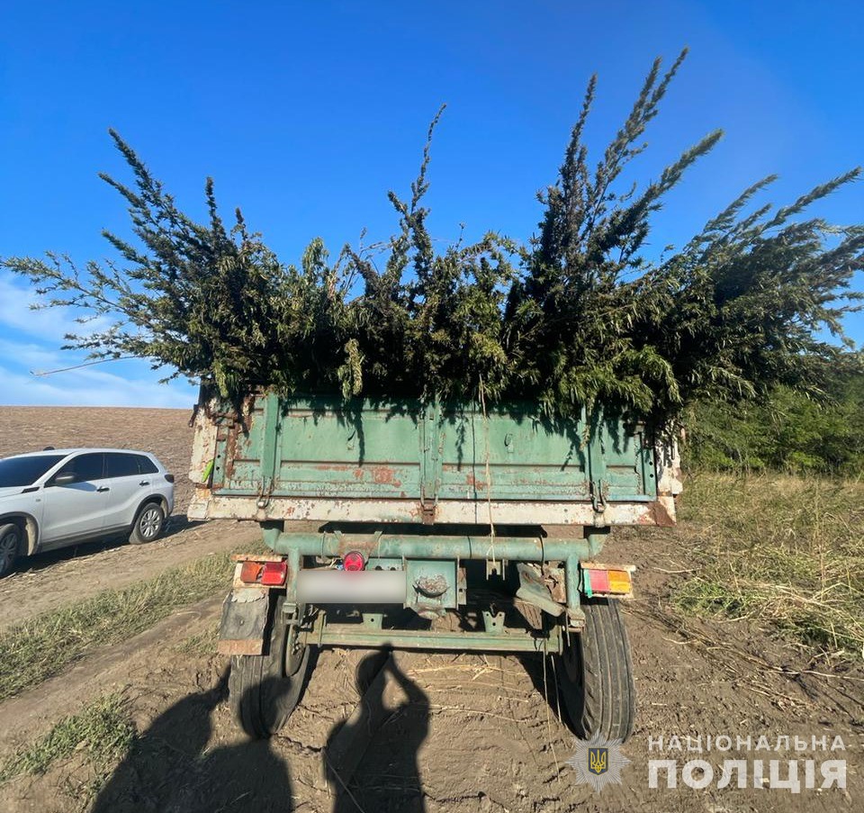 На Одещині викрили масштабну плантацію конопель на 332 тисячі кущів вартістю 300 млн грн