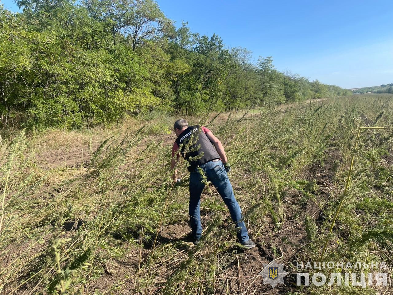 На Одещині викрили масштабну плантацію конопель на 332 тисячі кущів вартістю 300 млн грн