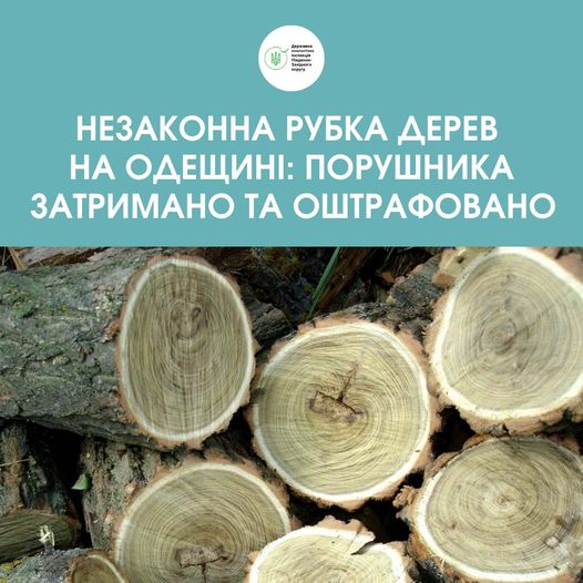 В Арцизькій громаді затримали вандала-лісоруба, який знищував акації в лісосмузі