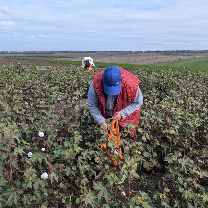 В Одеській області завершують збір першого в Україні врожаю бавовника