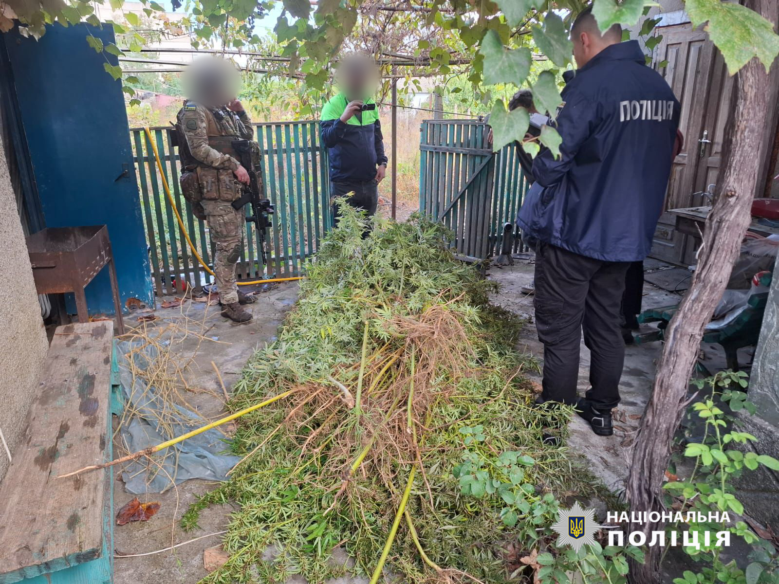 Мешканець Білгород-Дністровського району за свою любов до вирощування конопель відповідатиме перед законом