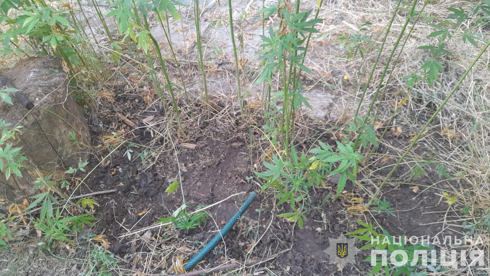 Через наркотики втратили шанс на нормальне життя: жителі Болградського району отримали вирок суду