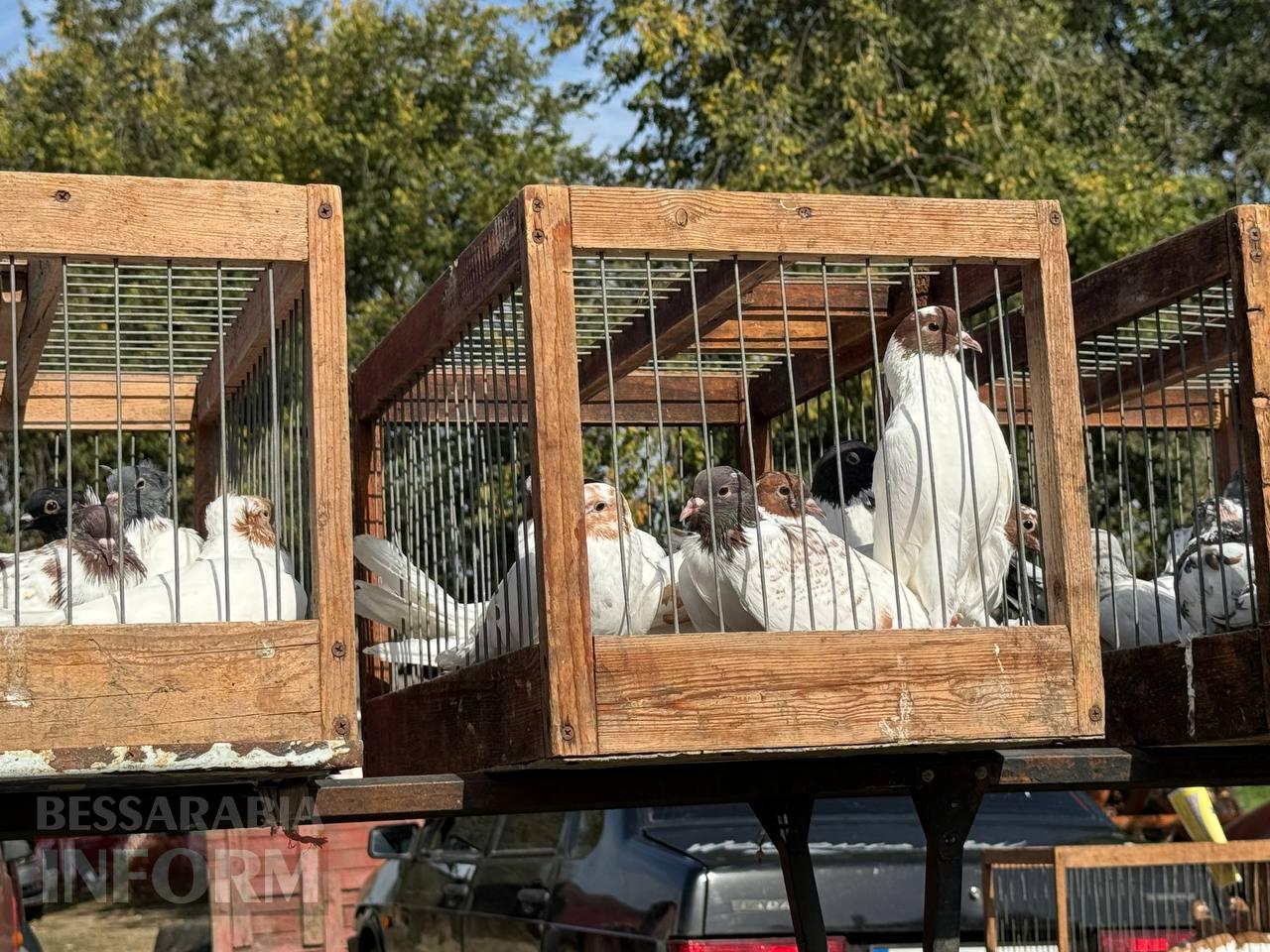 В Арцизі пройшла виставка-ярмарка домашніх тварин