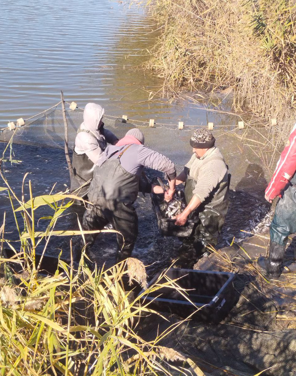 В озеро Сасик випустять понад мільйон мальків