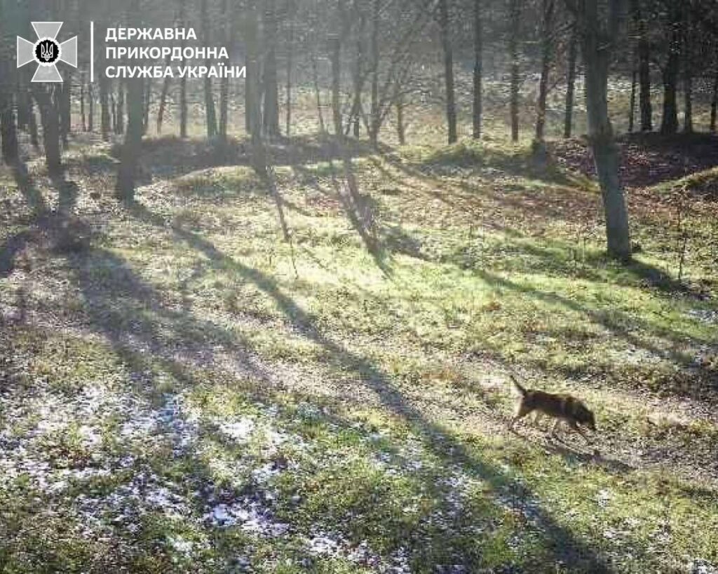 Зустріч із ними може мати трагічні наслідки: аккерманські прикордонники застерігають від прогулянок лісами